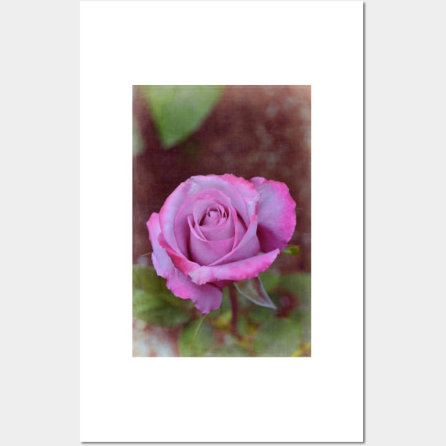 Rose 315 Wall Art by secretgardener